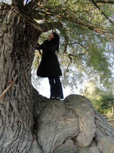 me up a tree 2